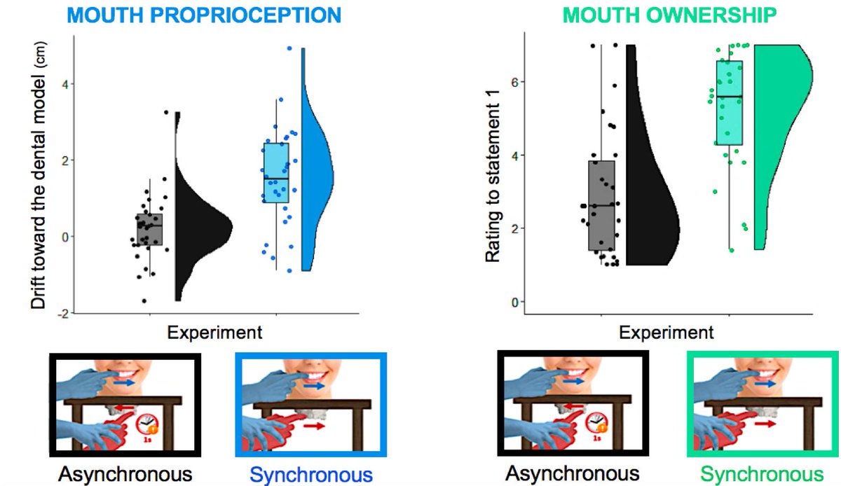 DavideBono6's tweet photo. My new paper with @PatrickHaggard shows that the perceived position of our mouth in space is not innate. Rather, we constantly relearn it from the sensory information we receive from the external environment. https://t.co/vl4iESrUlX Explainer thread below: https://t.co/IPjeqNvA61