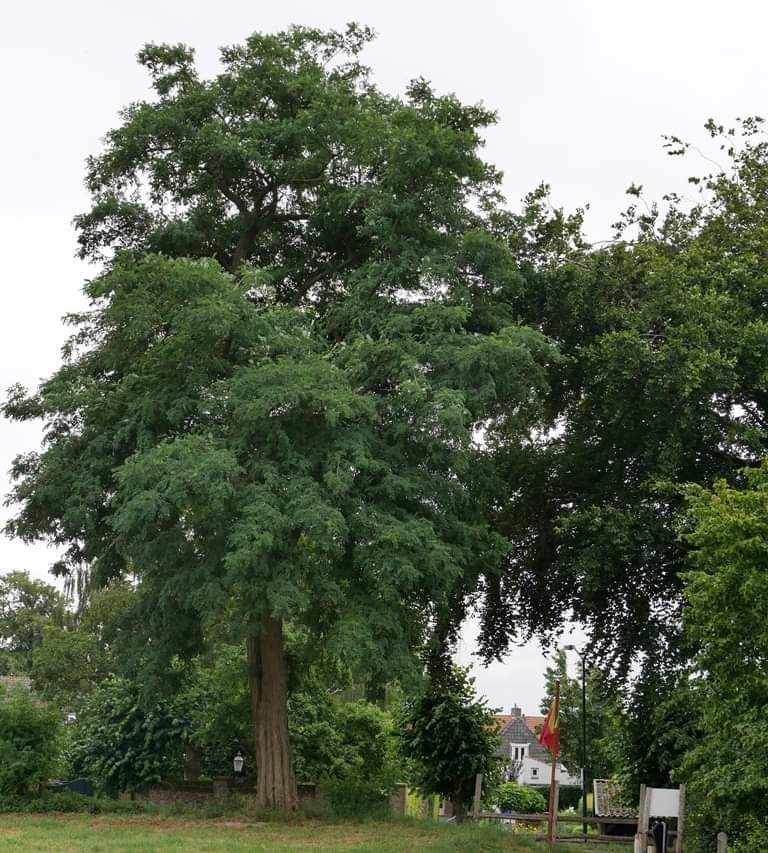 Loop morgen mee met de
Natuurstadswandeling door Megen
14.00 uur Graaf Carolus de Brimeuplein in Megen.
Tot morgen.