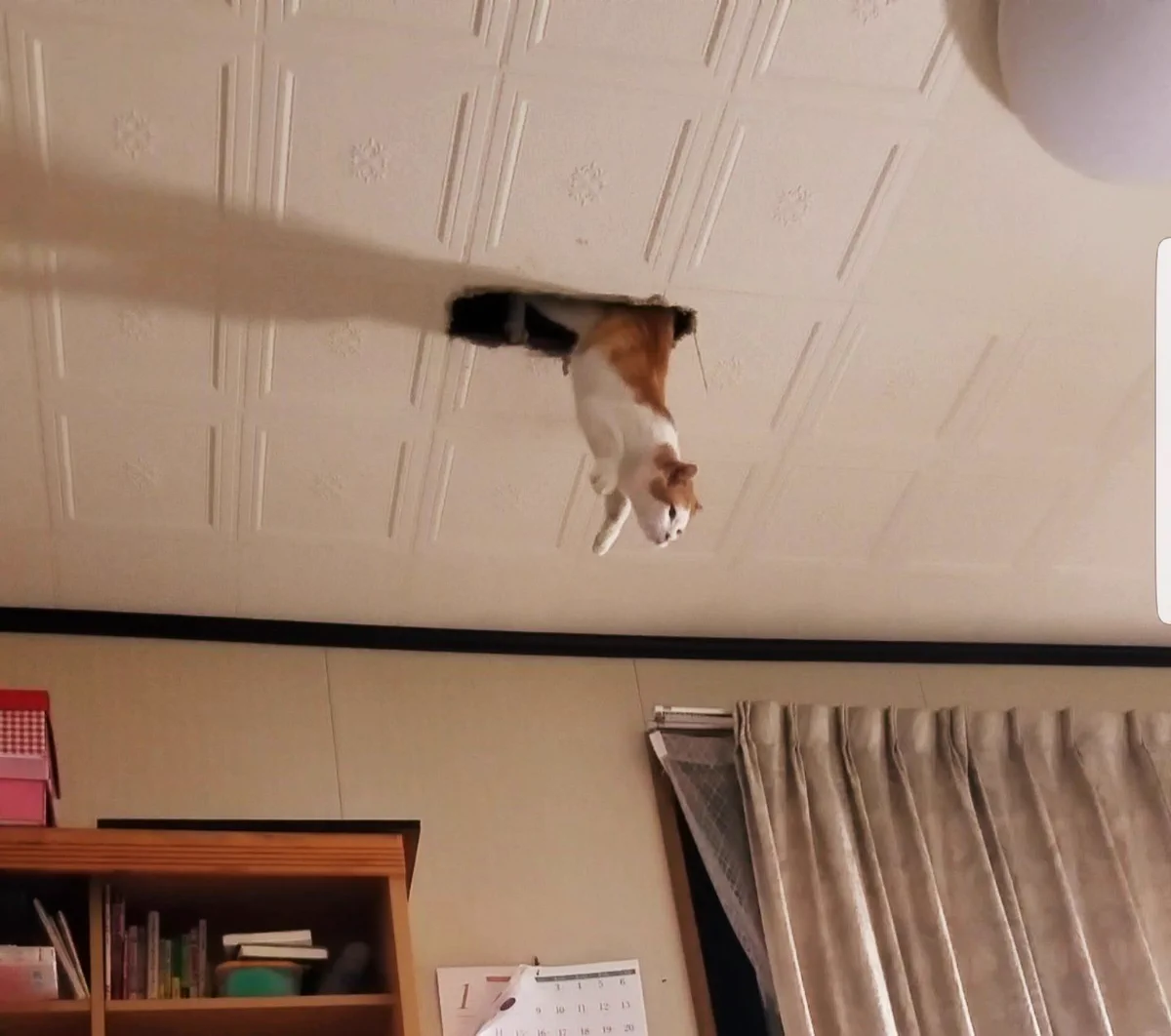 えっ・・・どういう状態www天井から猫！？