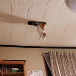 えっ・・・どういう状態!天井から猫!？