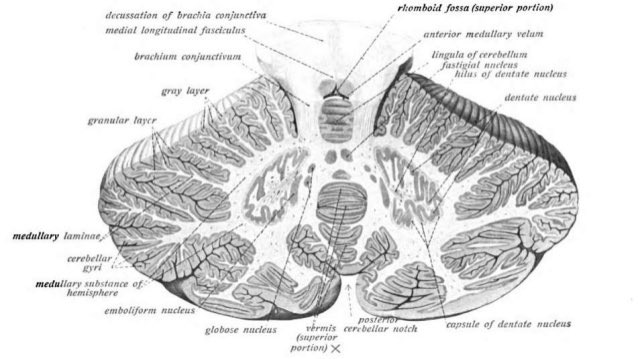 En dibujo y con nombres, por si os apetece refrescar la #anatomía.
#cerebro