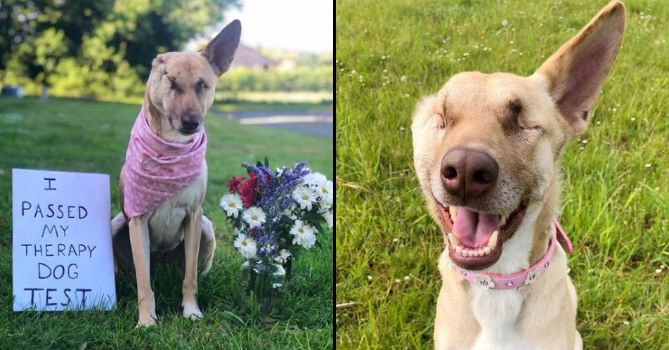 ladbible's tweet photo. Pregnant dog shot 17 times and abandoned becomes therapy dog. Maggie has been through so much but has overcome it all. 👏😍 https://t.co/BXKhdPyxmW https://t.co/QOlRLBshma