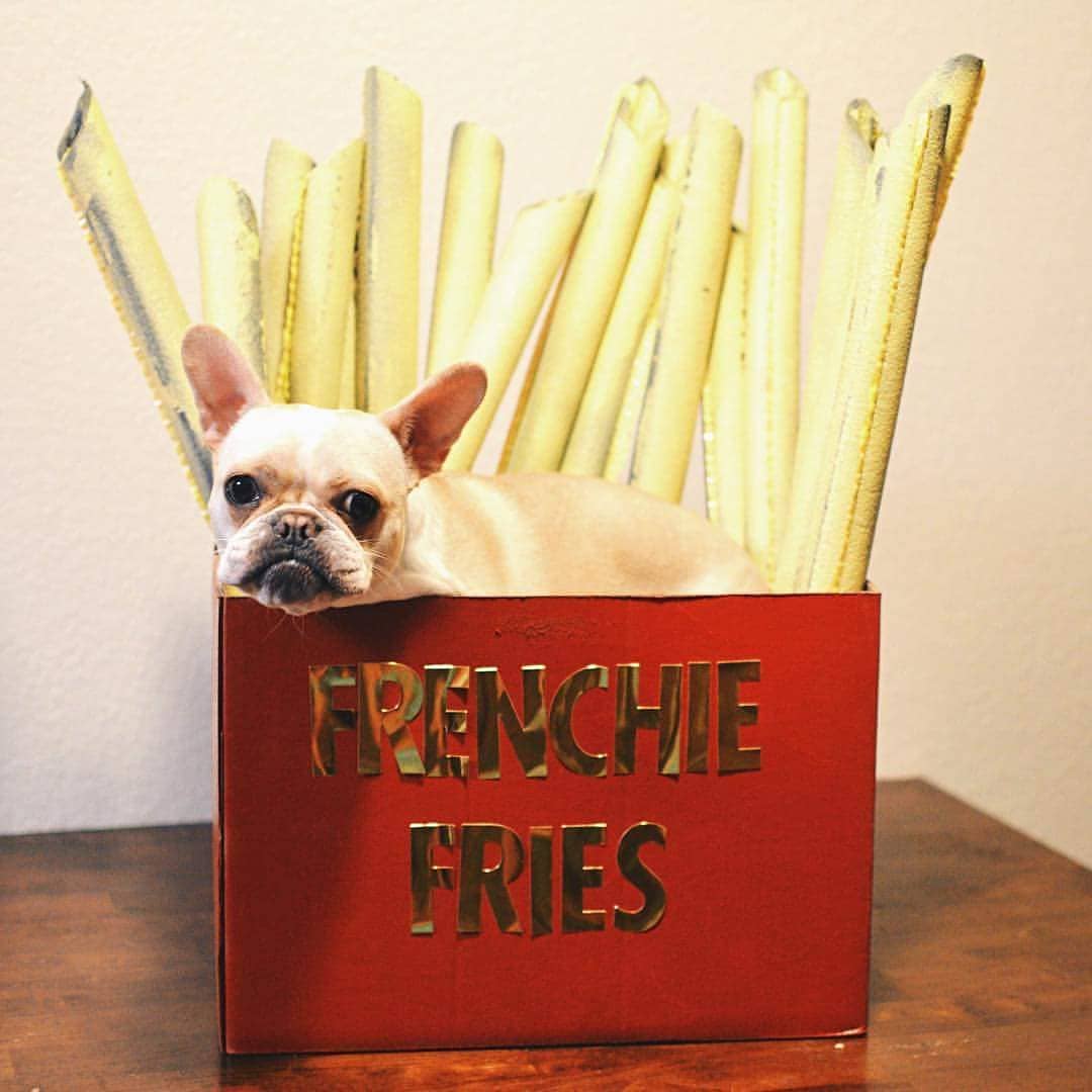 honestkitchen's tweet image. When your Frenchie thinks this day is about them. #NationalFrenchFryDay 🍟🐶

📷: @pintsizedbuffalo