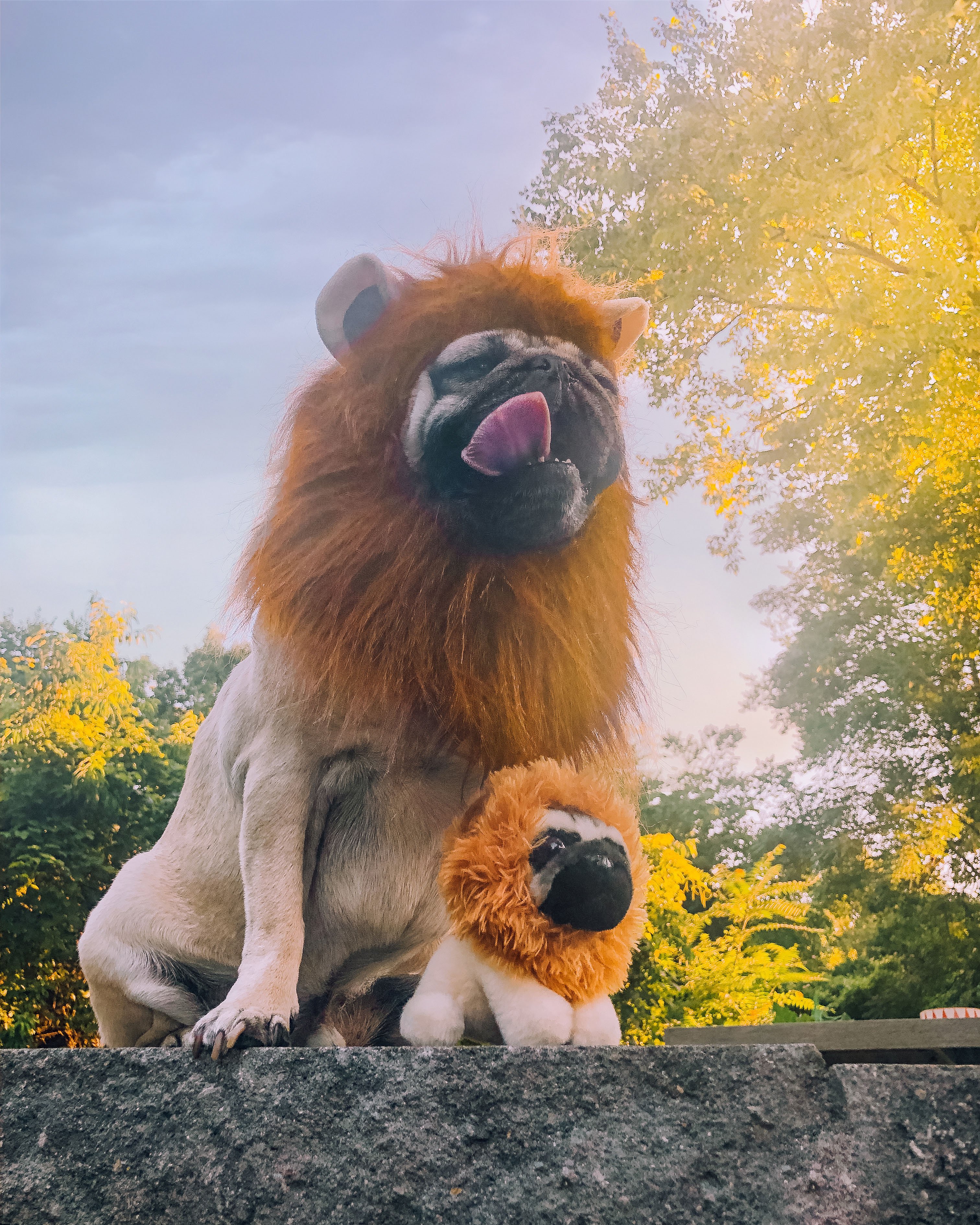 Pugs and cheap lions