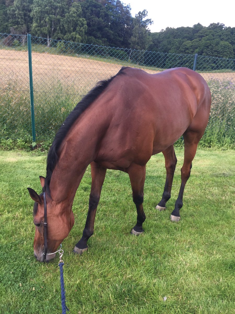 ozzymyles19's tweet photo. RT having a munch on some Scottish grass before running in the Silver Cup @PerthRacecourse tomorrow!! π€π€@benpauling1 https://t.co/LDupsU56mM