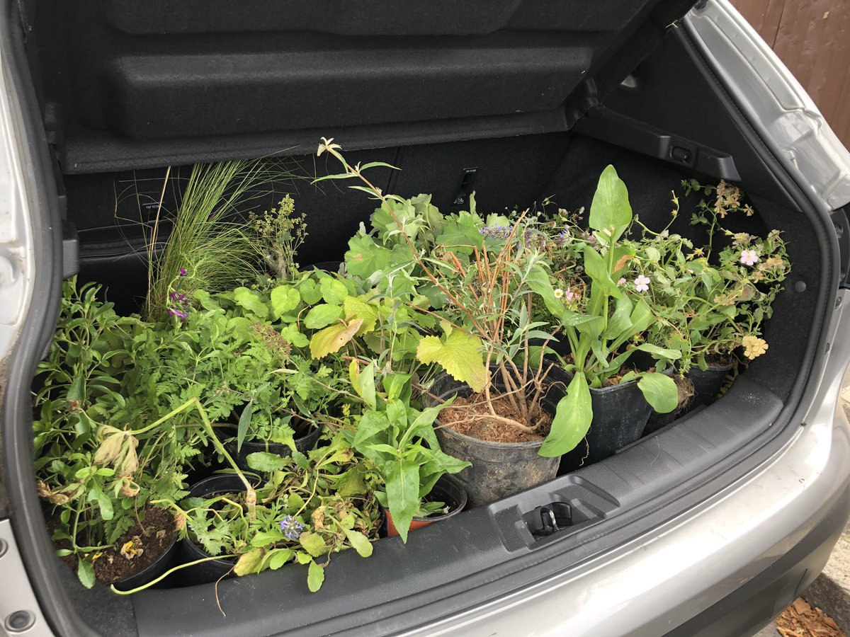Just picked up a car full of treasures bound for a primary school in Tottenham, thanks to the wonderful folk at <a href="/waywardplants/">Wayward</a> <a href="/MordenHallPkNT/">Morden Hall Park NT</a> <a href="/NTlovesLondon/">NationalTrustLondon</a> <a href="/The_RHS/">The RHS</a>