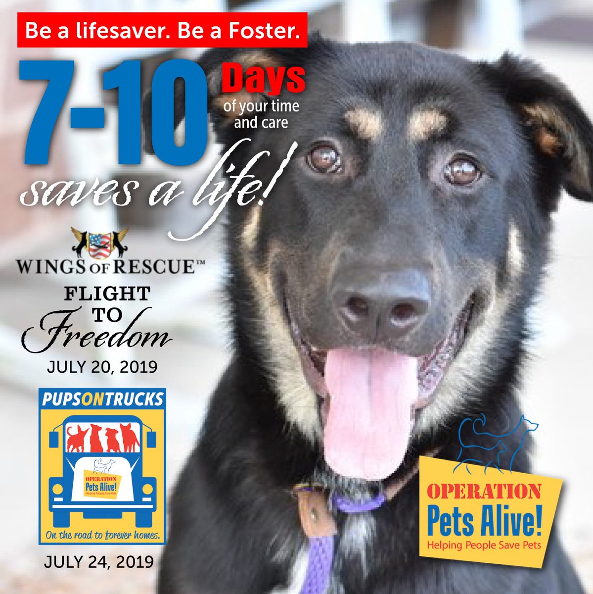 OPAtweeters's tweet photo. ❤️ #BeALifesaver🐶 #BeAfoster Just 7-10 days of your time and care will help a homeless shelter pup on the road to a loving family! Can you find it in your heart and home to help? Take a look at the pups still needing short-term fosters:
https://t.co/h43ZPgxVP2 https://t.co/yK0iu7NO2Z