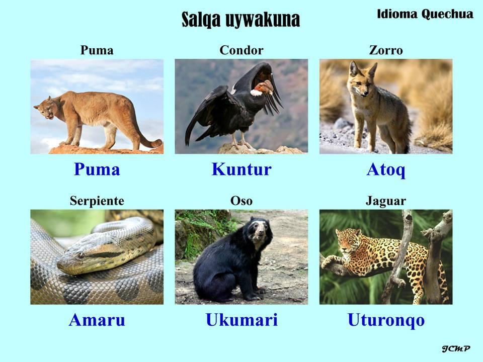 condor puma y serpiente