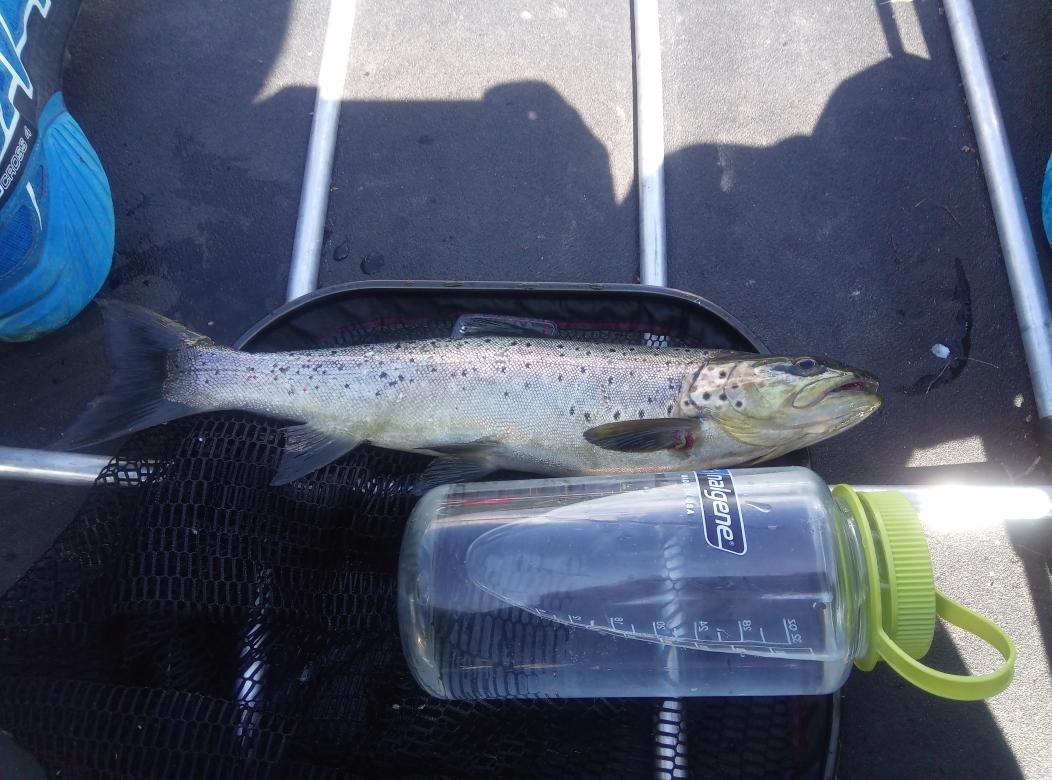 PaaTur's tweet image. @PaaTur og endelig #ørret #spinner