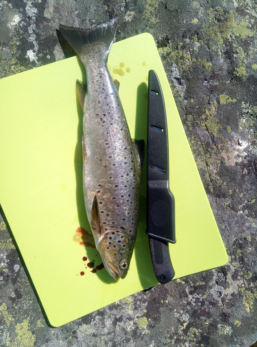 PaaTur's tweet image. @PaaTur og endelig #ørret #spinner