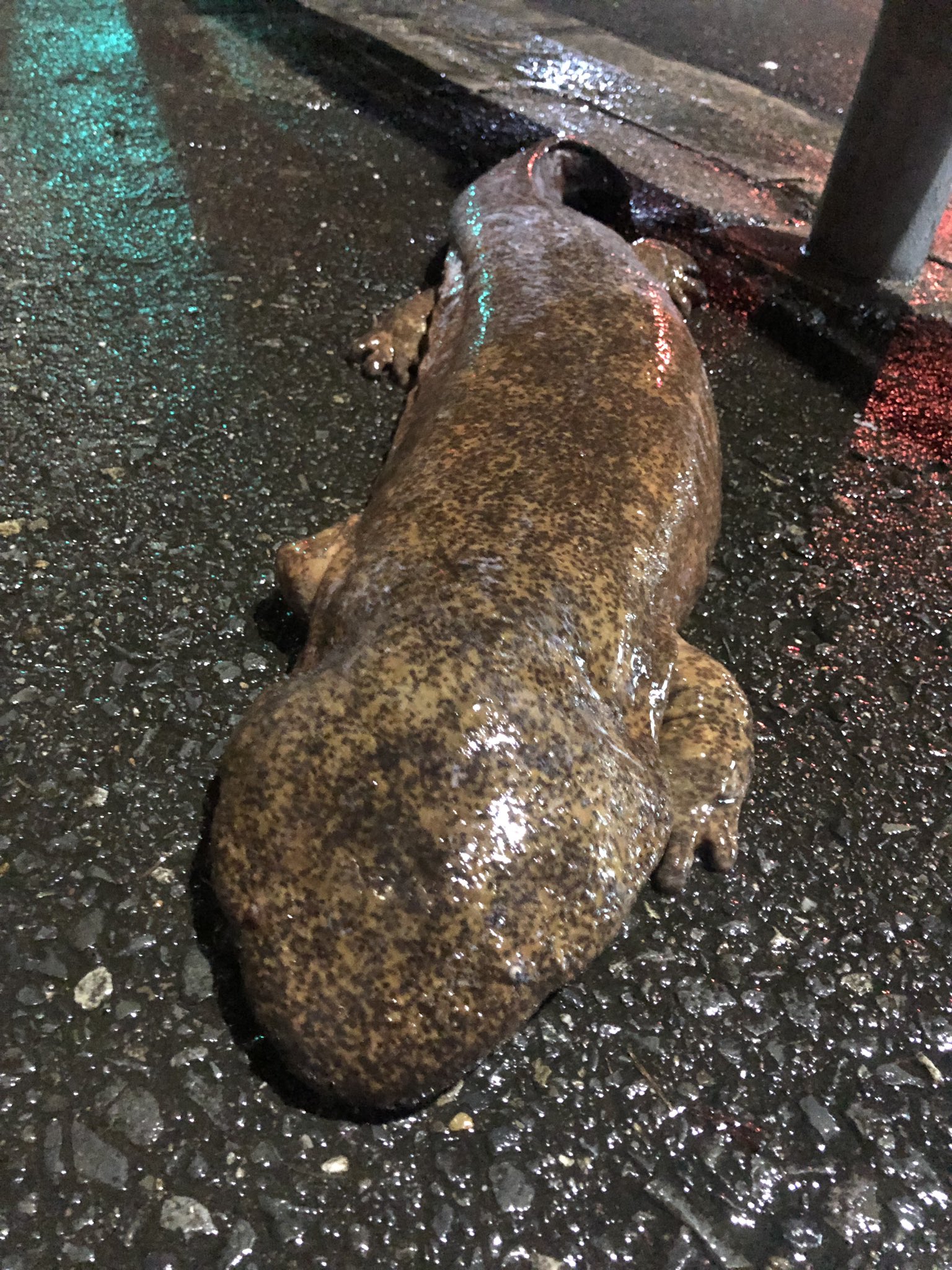 たもいけ オオサンショウウオ落ちてた たもいけ オオサンショウウオ落ちてた