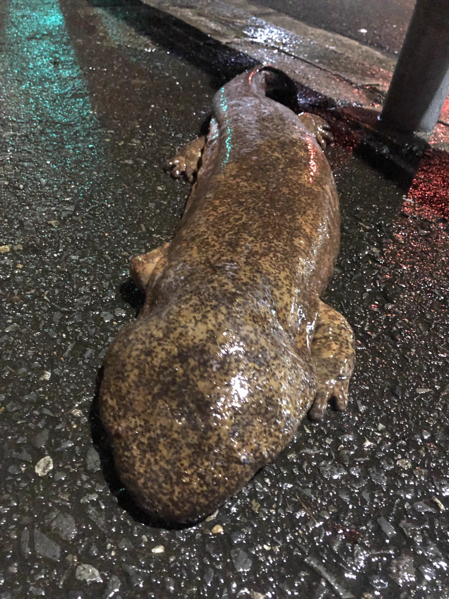 こんな感じで落ちてるん！？まさかのオオサンショウウオwww