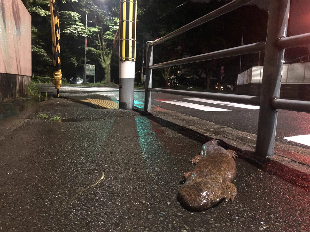 こんな感じで落ちてるん！？まさかのオオサンショウウオwww