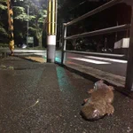 こんな感じで落ちてるん!？まさかのオオサンショウウオ!