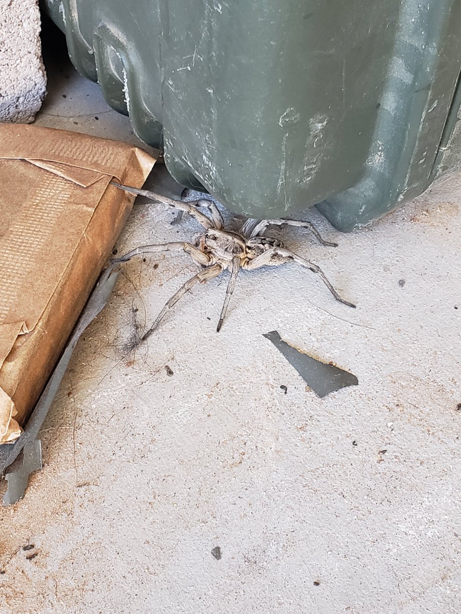 NKRUMAH ALLADIN tweet media