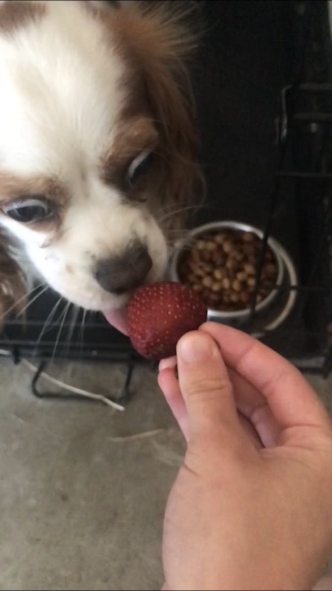 MiniPuff2020's tweet photo. Mini Puff LOVED indulging in today's latest and greatest sweet treat! 🍓🐶 https://t.co/vCcLjwoJbr