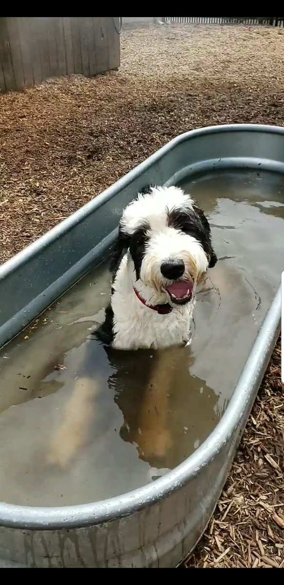 _ashtonsays's tweet photo. Sometimes the water trough just looks too good. #mydood #sheepadoodle 😍 https://t.co/Y8onPTgSbB