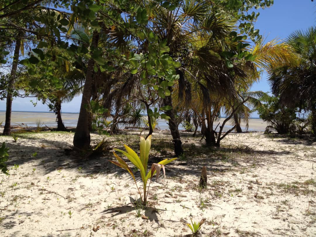 gewarealestate's tweet photo. BEACH PLOT FOR SALE
Location : Mwarongo - Just 22 km from Tanga
PRICE: Tsh. Mil. 200 {Negotiated}
Plot Size: Sqm 1,311 
 Beach plot an ideal for Apartments, House, Hotel, Camp site.
Call   +255 622 474799
Info@gewarealestate.co.tz
https://t.co/FU6nf4WtdX https://t.co/QIhL0hfBeR