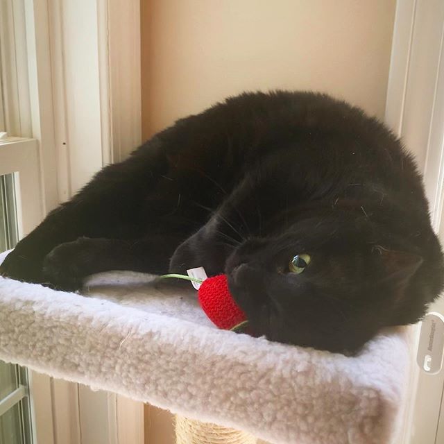 SparklyMalarkey's tweet photo. Pretty kitty princess. https://t.co/sbOy8JUhcl https://t.co/2Gv6HiZh6B