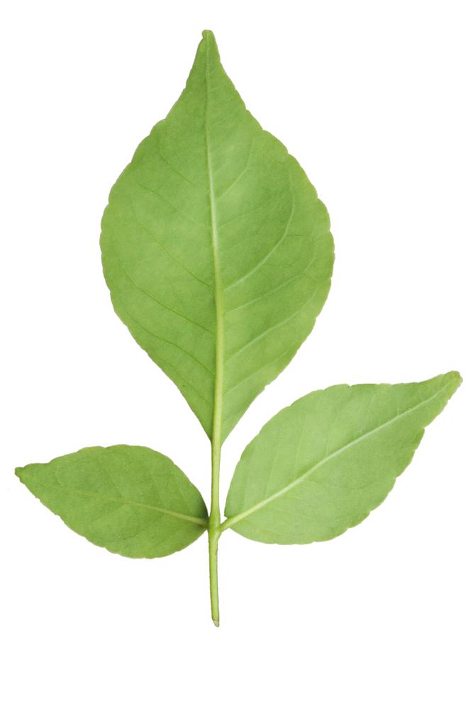 Most important thing is plucking set of 3 leaves (see image below) one at a time. NEVER break the entire branch. To save their labour, people often break entire branch of Bael Tree and then pluck leaves one by one. Never break the branch at once to save your hard work. 2/7