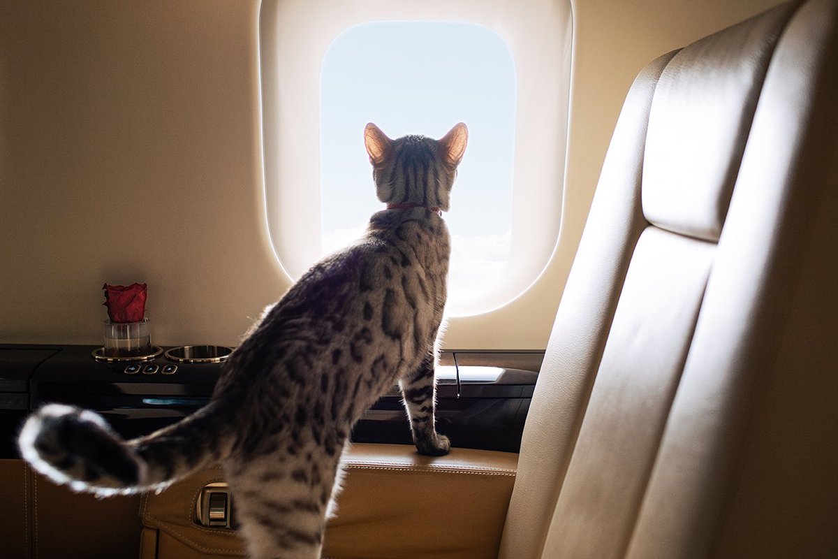 Minnie The Bengal Cat tweet media