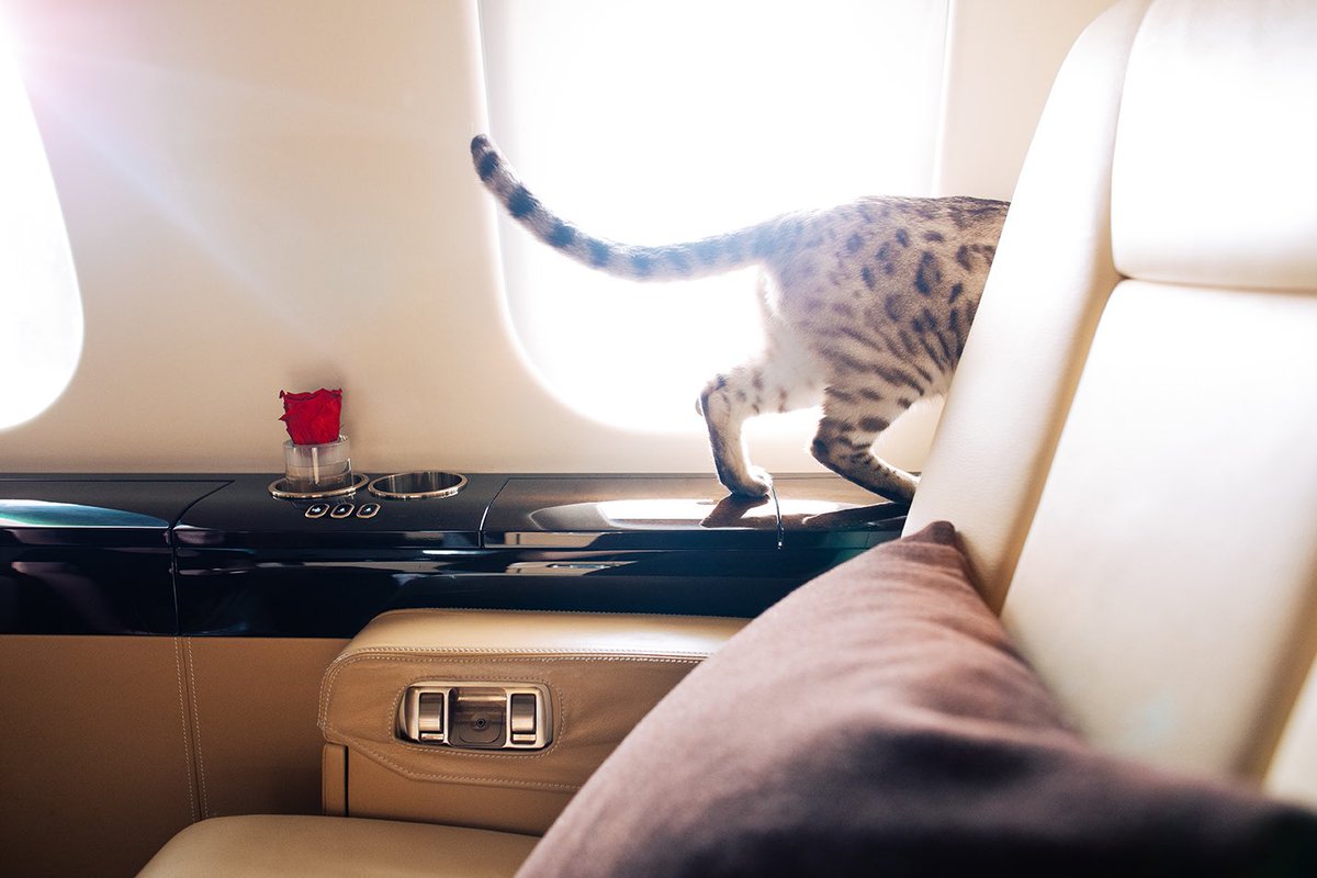Minnie The Bengal Cat tweet media