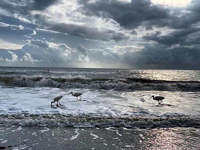 MichaelRealty's tweet image. Bird bird bird #clearwater #Florida ift.tt/2Ljuk8Z