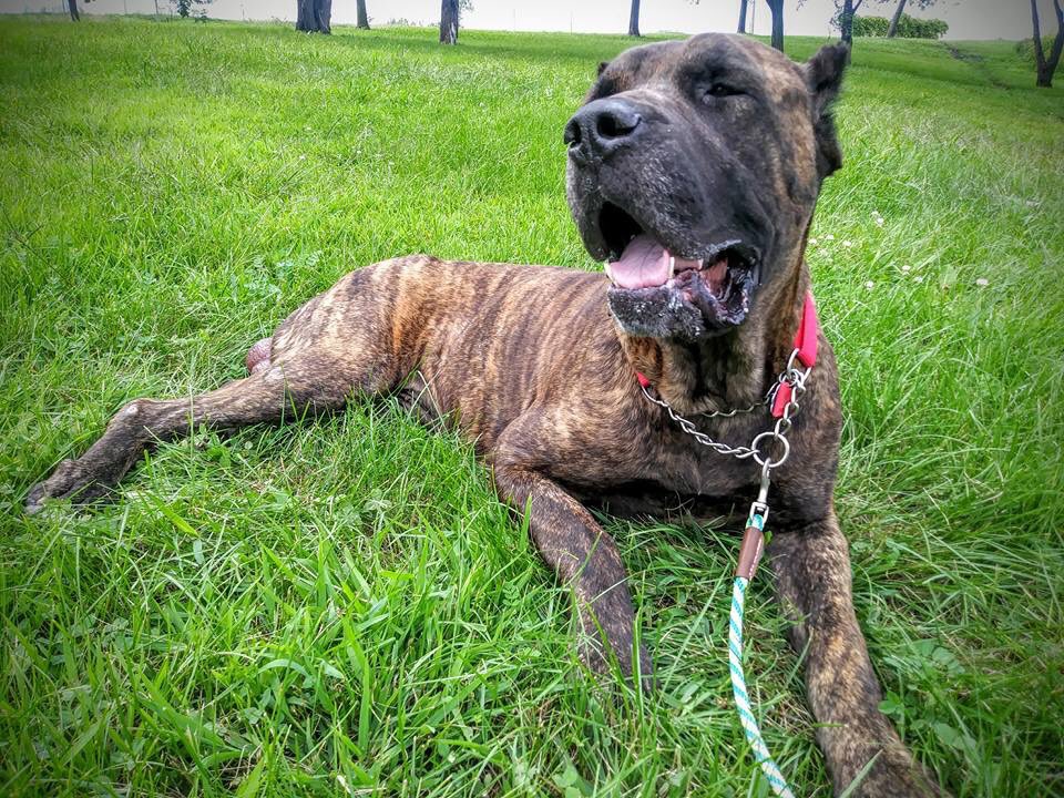 mycanecorso's tweet photo. Magnus https://t.co/os9lrV6nRs
