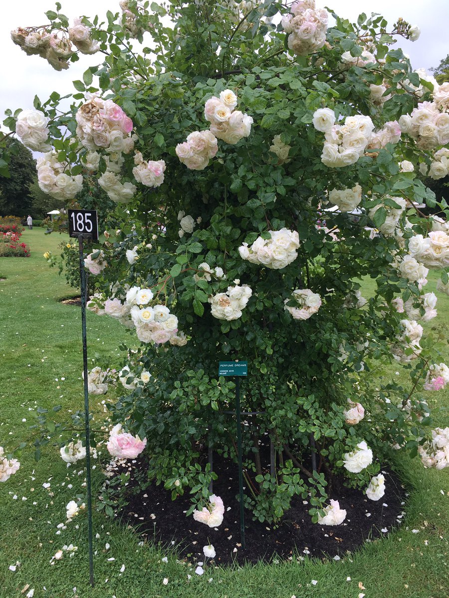 De Gouden Roos en publieksprijs gaan allebei naar dezelfde roos! Vanochtend al op de foto gezet, want het is fantastisch mooie roos! Perfume Dreams, Vissers, België ! Dank alle deelnemers,Haags Groenbedrijf, groenbeheerders sdk #TheHague <a href="/GemeenteDenHaag/">Gemeente Den Haag</a> @DSC_HWN <a href="/DeScheveninger/">𝗗𝗲 𝗦𝗰𝗵𝗲𝘃𝗲𝗻𝗶𝗻𝗴𝗲𝗿</a>