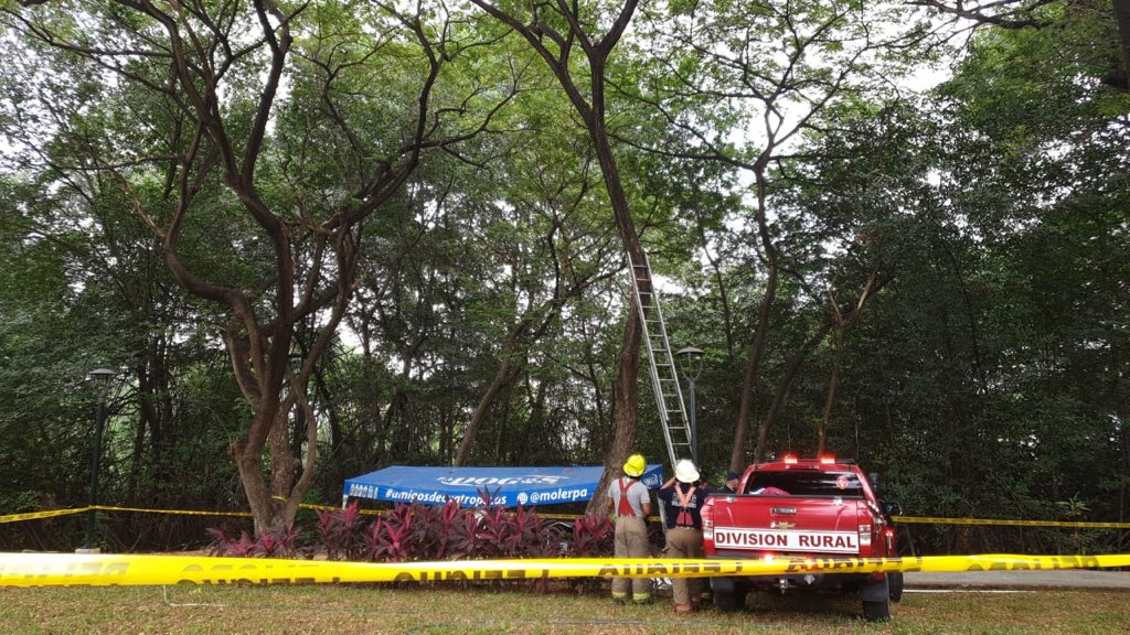 Unidades y bomberos en labores de rescate de un gatito atrapado en un árbol del parque ecológico en Kennedy Norte.