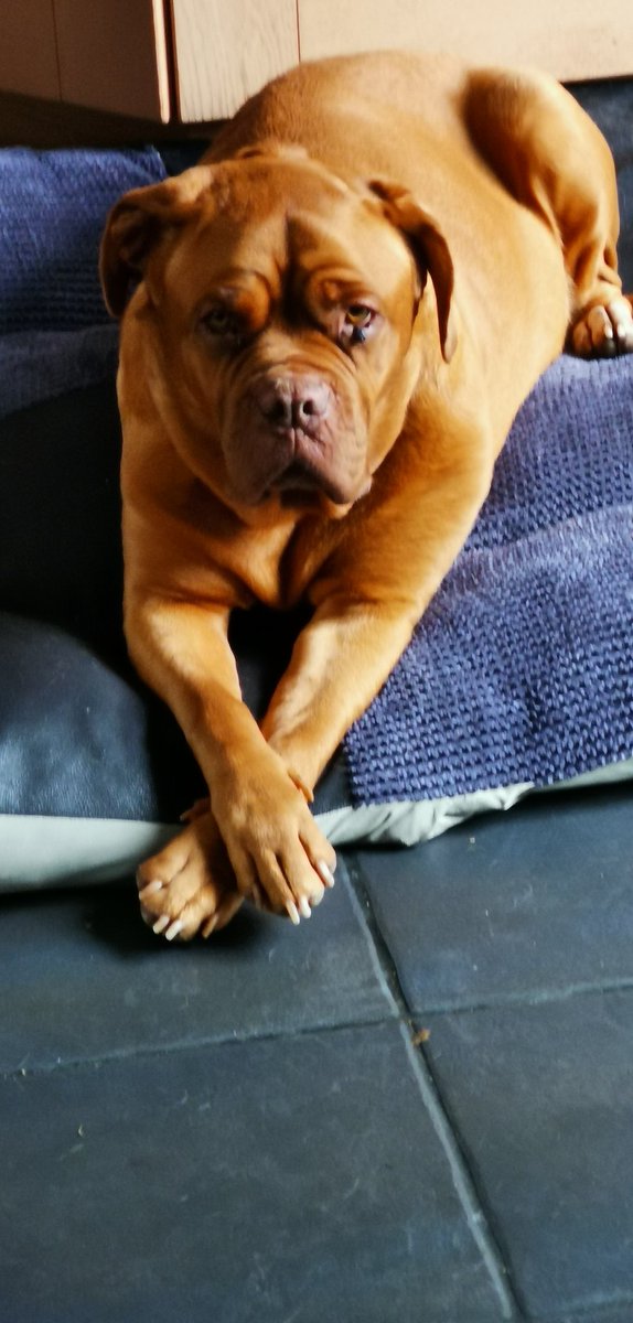 IMMortgage's tweet photo. @annafriel Belated Birthday Greetings Anna. I know you love your animals, any chance of a shout out for our new rescue Dogue Scarlet? https://t.co/qtC4BpG7vi