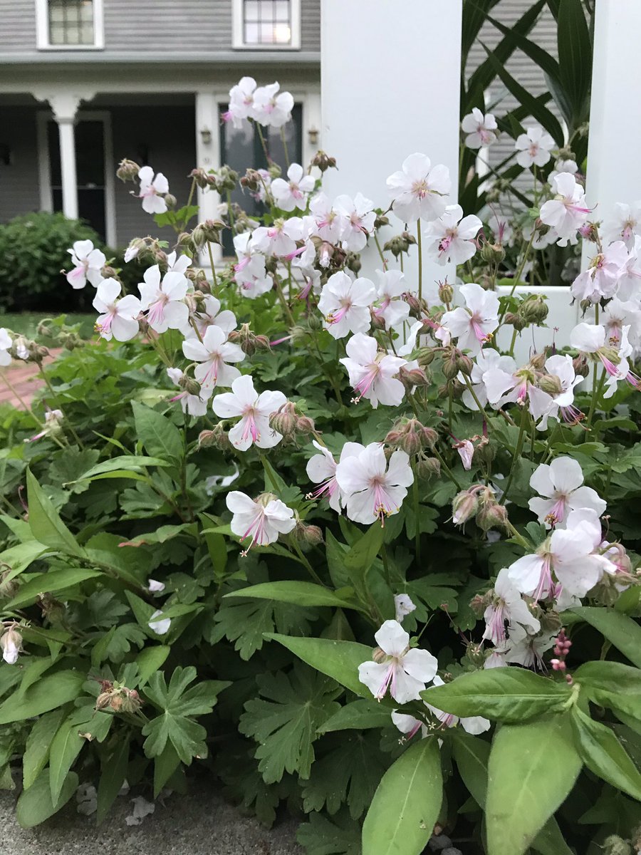Erwin Chuk On Twitter Geranium Cantabrigiense Biokovo Have Overlooked These In Past Years But It Was A Great Blooming Season I Love These Clusters At The Front Fence Homegarden Flowers Springflowers