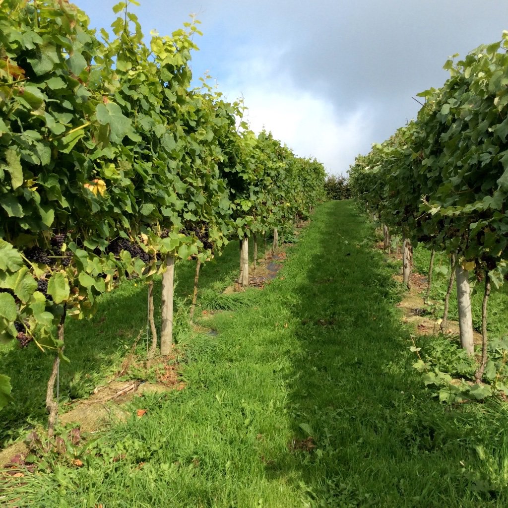 Just returned from hearing the Janus Ensemble playing Schumann at Wellhayes Vineyard. Super concert, super wine, super everything. Thank you Simon and Alison.