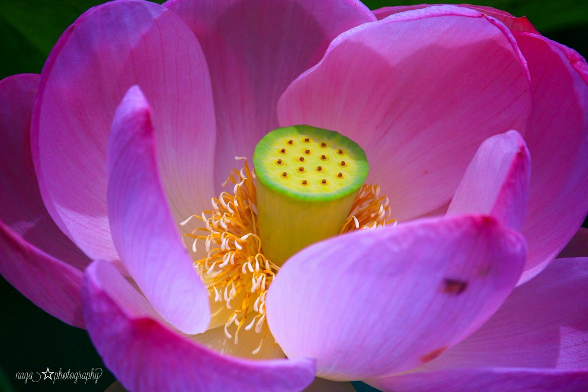 Naga Lotus 蓮の花 花言葉 清らかな心 写真で伝えたい私の世界 蓮の花 はなまっぷ Photography Naga Lotus 蓮の花 花言葉 清らかな心 写真で伝えたい私の世界 蓮の花 はなまっぷ Photography