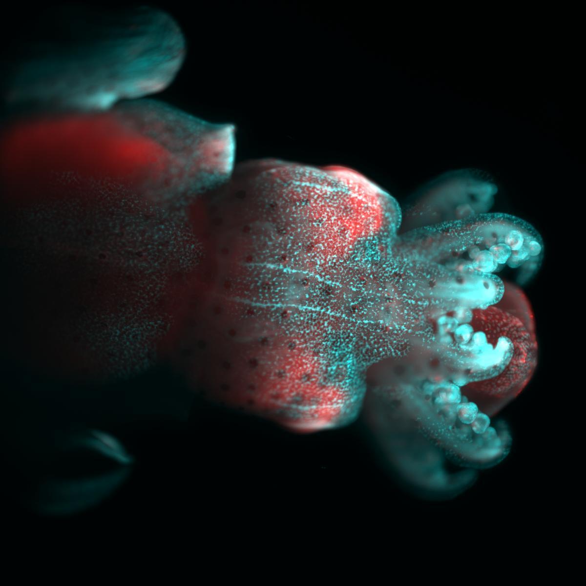 biologic_AL's tweet photo. Having a blast at Woods Hole with @GarbeChiara using the @MizarImaging TILT system to understand embryonic development in a vast array of amazing marine life. Max Intensity Z-projection of a Squid Embryo stained with DAPI and Phalloidin.#MBLScience #MBLPhys https://t.co/CfoyMMIrcl