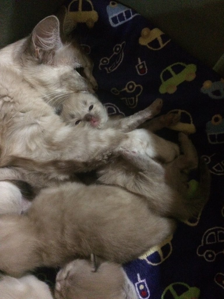 MichelleDinmore's tweet photo. Spending the evening/ night with Bonnie and her kittens... cuteness overload..! #chelsangels https://t.co/ESbQ2HUMZi