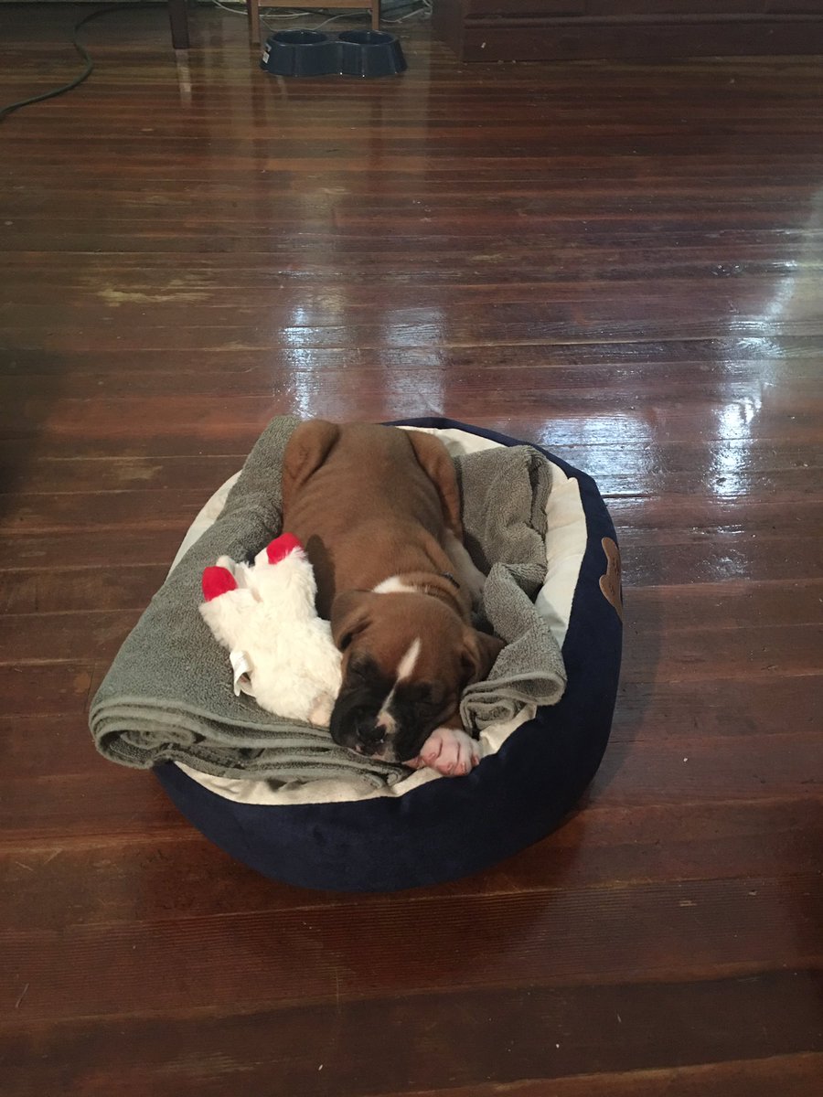 FLBartholomew's tweet photo. Meet our new family member Bo! https://t.co/jBtcDQiea4