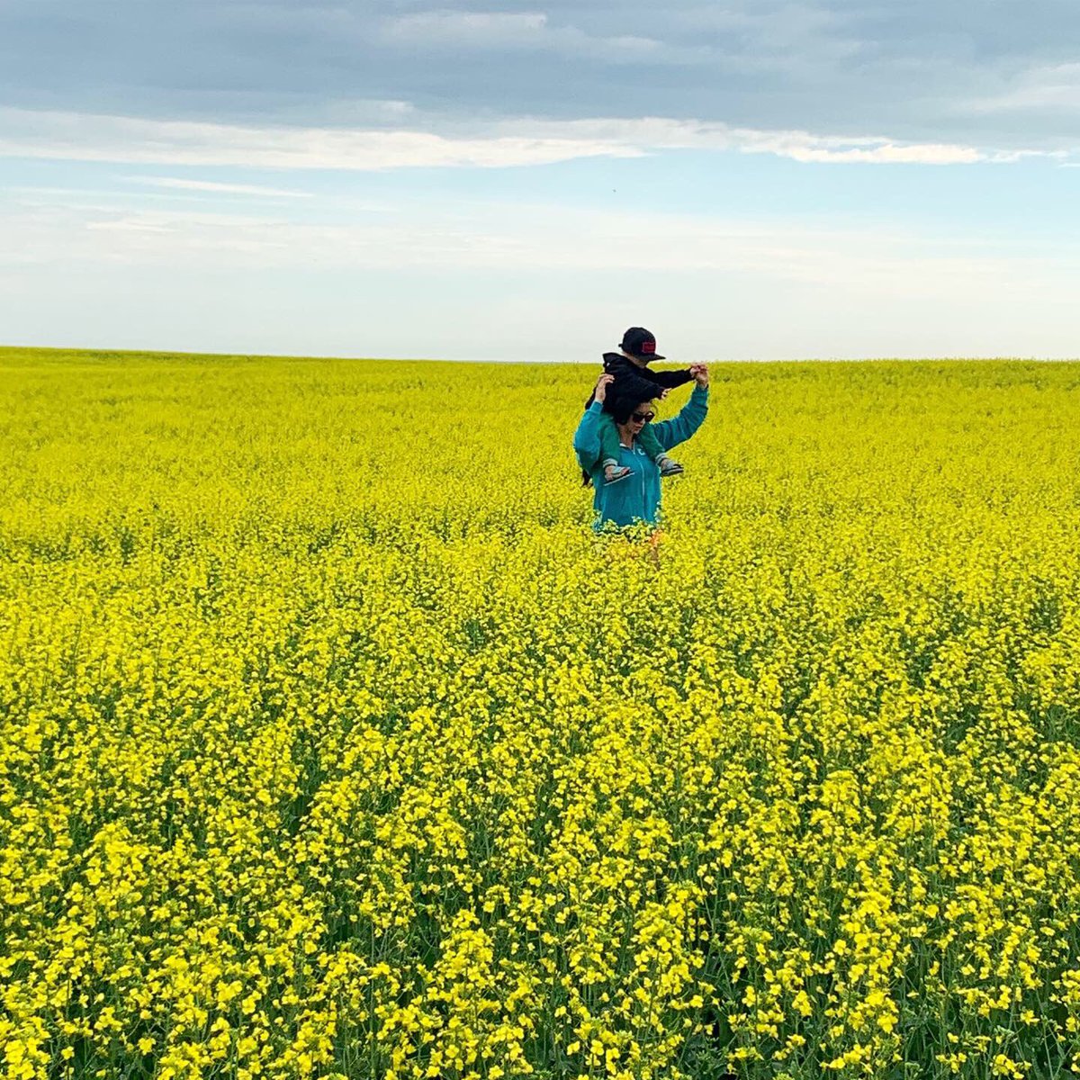 shilowj's tweet photo. July 13, 2019 Canola Update
>Conditions conducive for disease 
>Timing is optimal for fungicide application
>Crop looks above average 💛

#canola #wearefarmers #skcrops #fungicide #invigorcanola https://t.co/S2iDYXbcsW