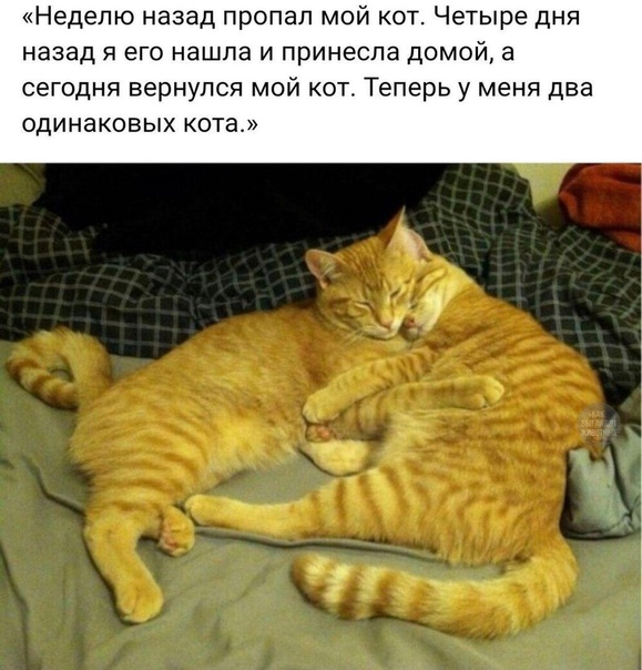 Блог Seoшника (@seopolus) on Twitter photo 