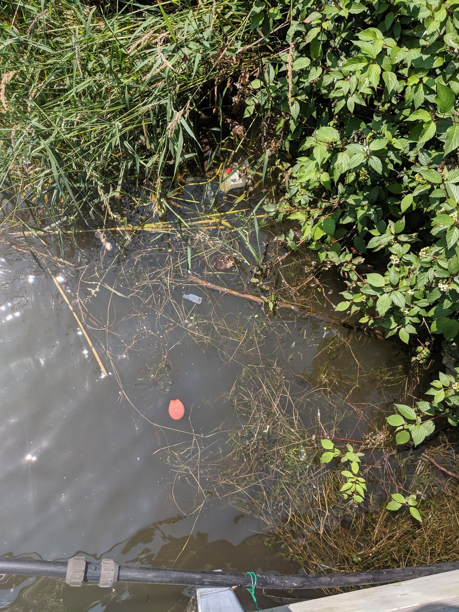 UofTTrashTeam's tweet photo. Off for a stroll with @ROMtoronto along the #Toronto waterfront. Beautiful... except for some unwanted #litter. What do you spy in this mess? #ROMwalks https://t.co/oo1hvvgfs6