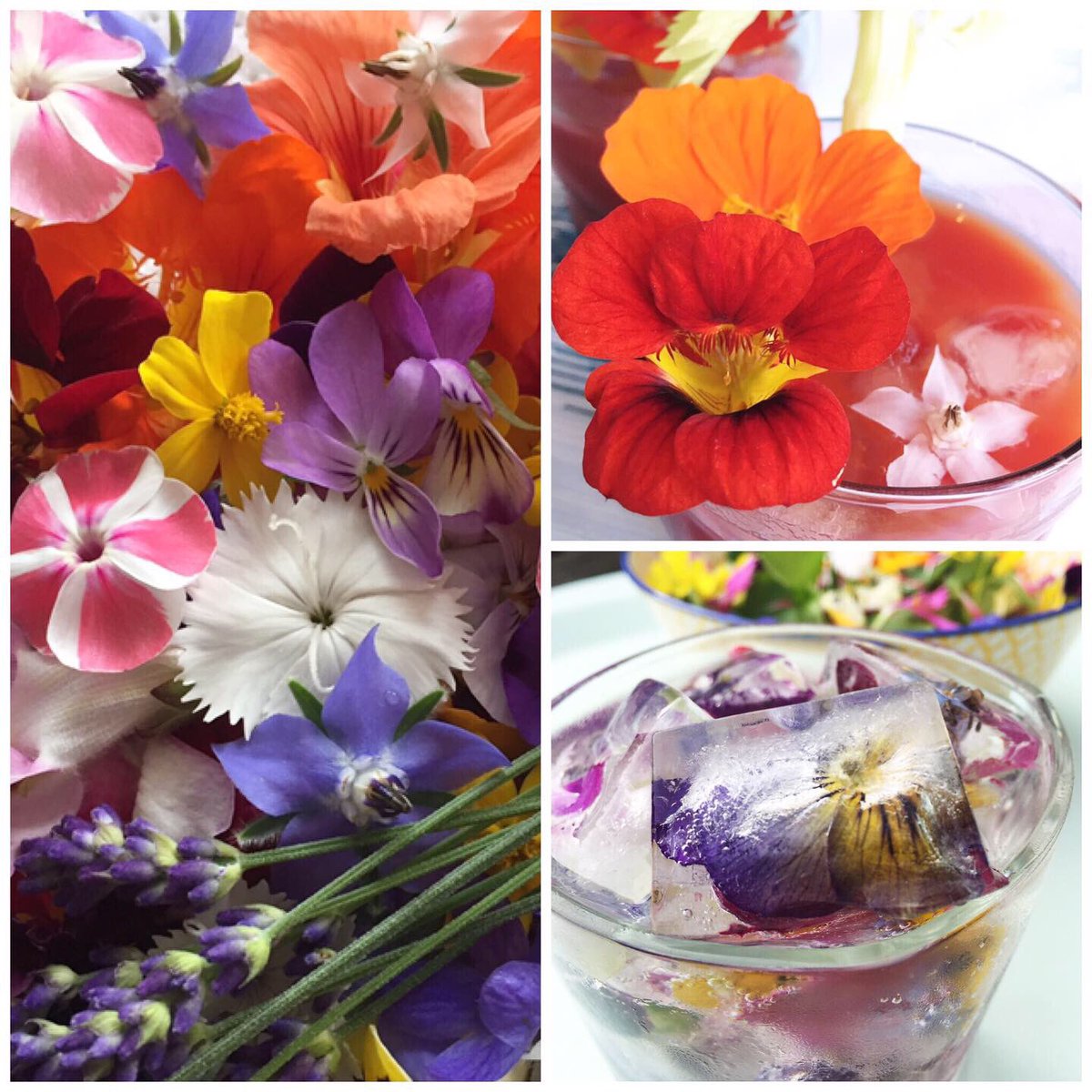 GrowCreateJoy's tweet photo. 🍹🌸FLORAL DRINKS 🍹🌸 -

Here are the types of lovely edible flowers going out in my cocktail and mocktail mixes at the moment.. A punnet of these beauties is only £10. Hop over the shop to grab some for next weekend’s summer fun 
😎🍹🌸🍸🌼🥤🌺🥂☀️ 

https://t.co/kEgr5C6Zib https://t.co/0aXnOYjUd2