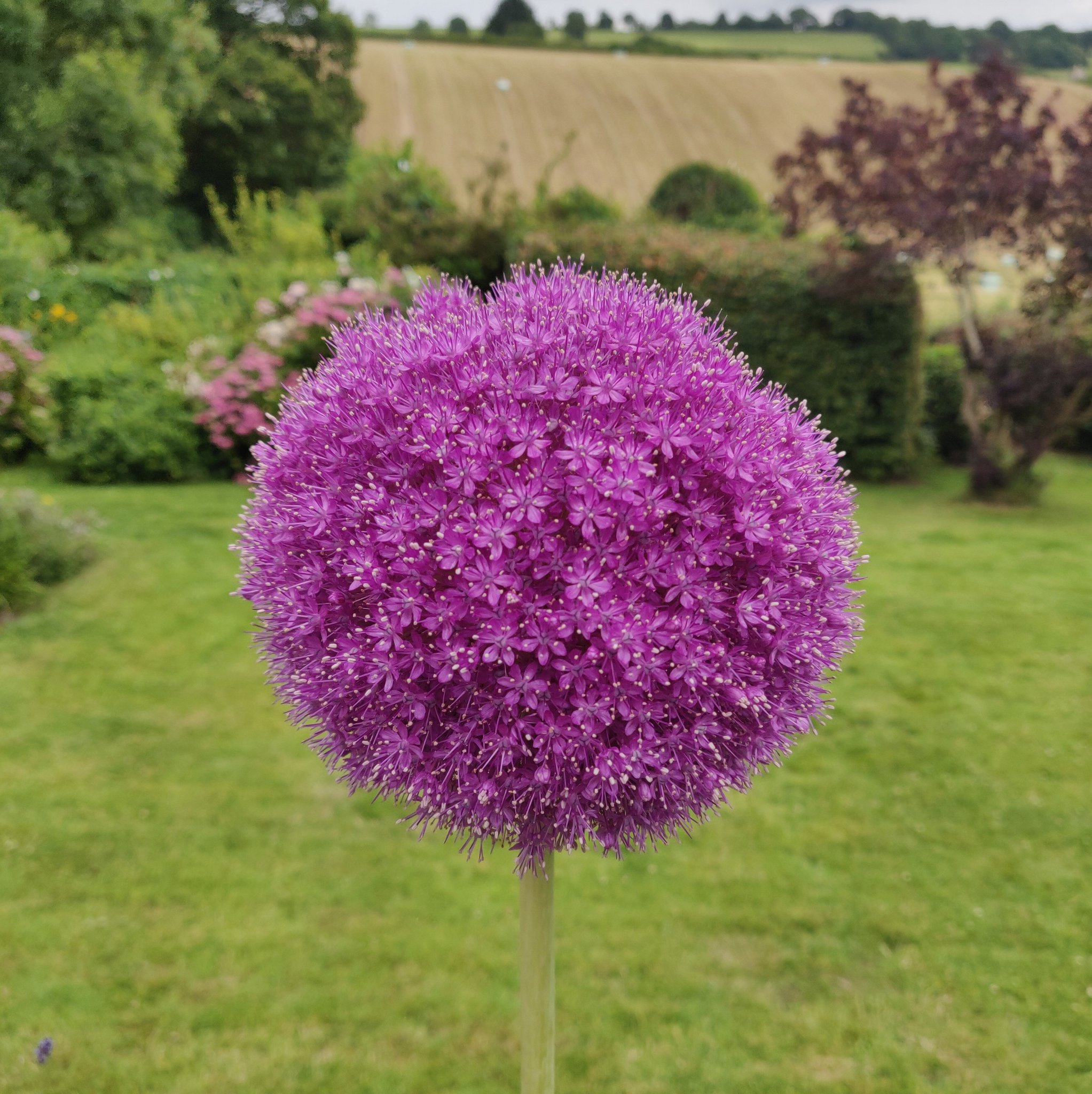 Samasaurus6 En Twitter Recognise This Minecraft Flower It S An Allium This One Is Over A Metre Tall Perhaps We Need To Make It A Double Tall Plant T Co Fqzm9v4prn Twitter