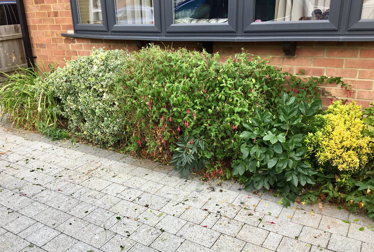 skyhighshoes's tweet photo. Three hours of #BushTrimming later and it still looks rubbish! I’m off to find wine... https://t.co/eEbVJJAJyz