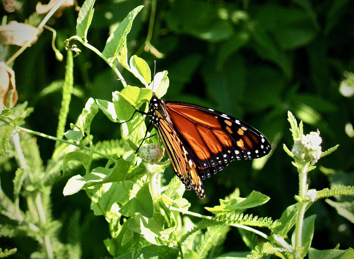 Patience pays off - They have arrived 🙏
After many weeks and hours of watching and waiting, today four Monarchs at the same time visited the pollinator garden in the potager.

#Butterflies #monarch #nature #naturelovers #potager #pollinators #mygarden #gardening #savethemonarch