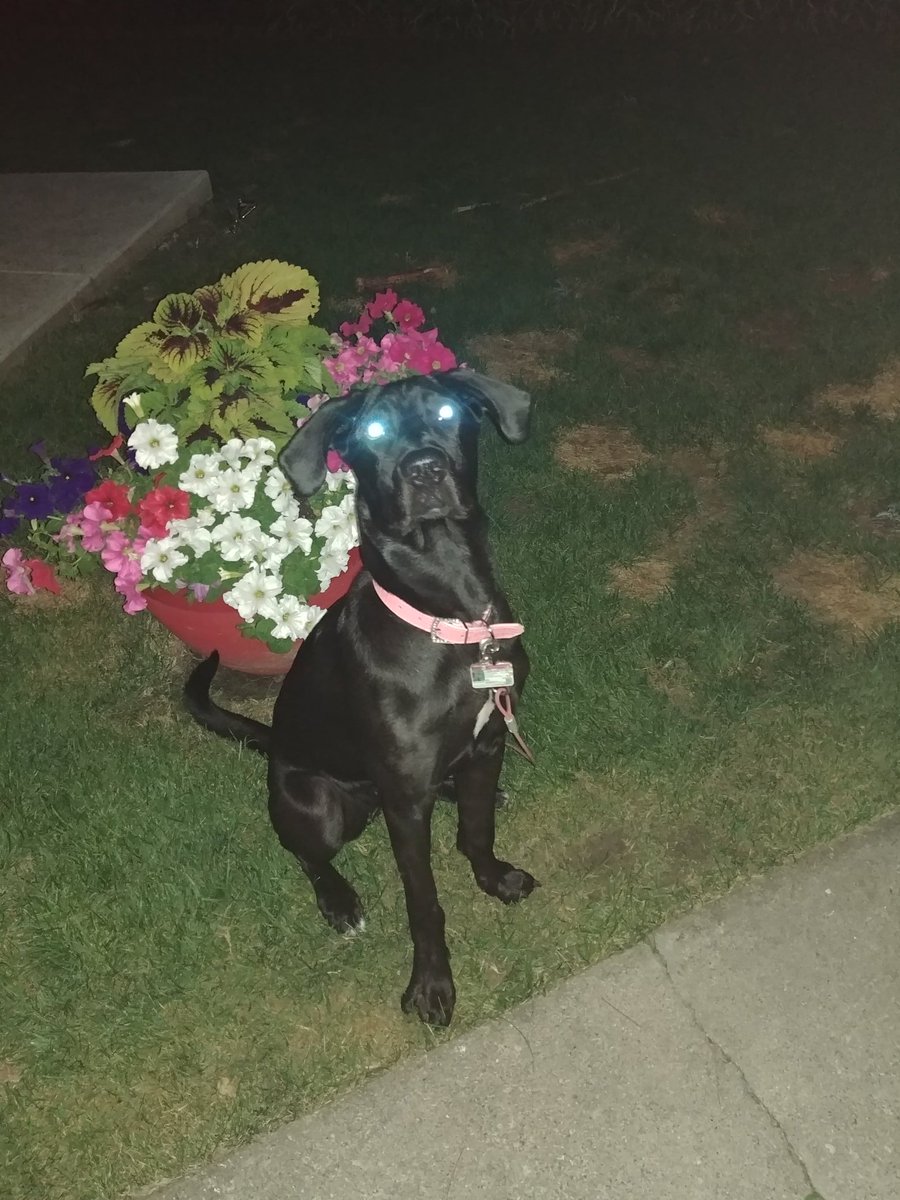 My awesome dog fully charged!