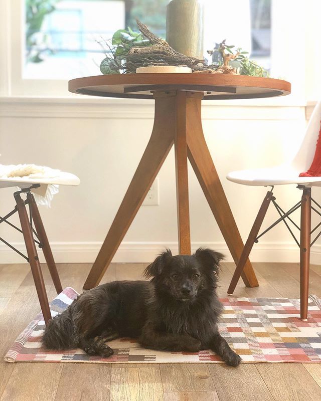 veryfinehouse's tweet photo. @goodboy_crosby chillin’.
#dogsofinstagram 
#homedecor https://t.co/0Nu1dwJJk1 https://t.co/MC5MgmnBut