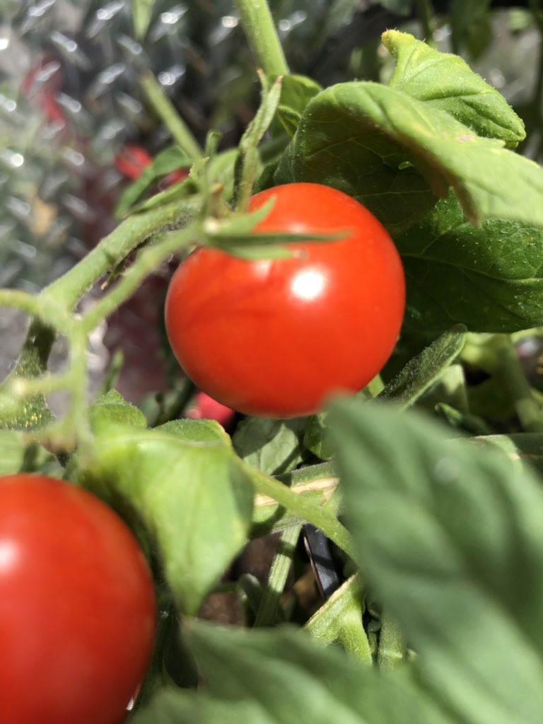 Little Tomato tweet media