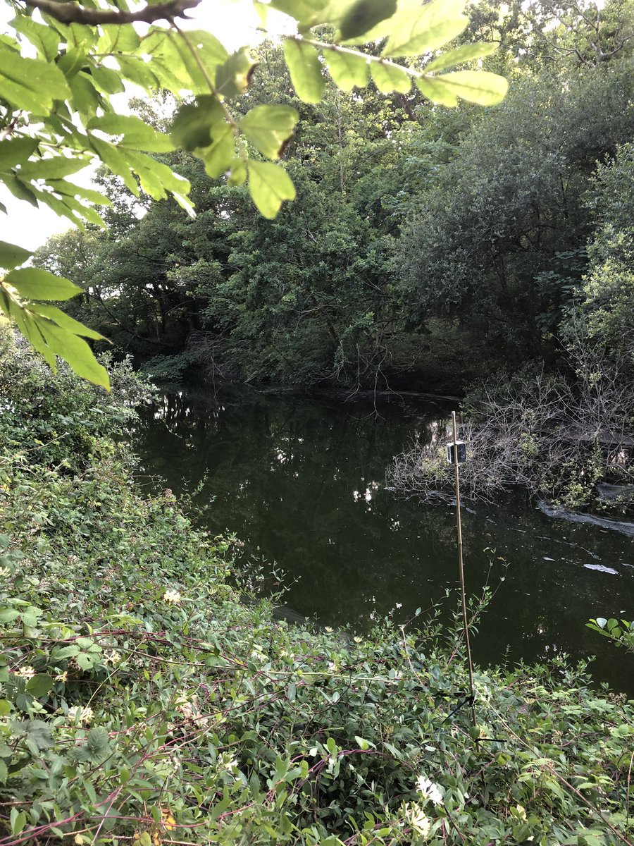 glynnius's tweet photo. Great day with the #JBatS #CitizenScientists and much fun making new #friends whilst putting up #AudioMoths 🎤🦇🐮🥰☀️ @UCLCBER @OpenAcoustics @GovJersey @ecoactivejersey @_BCT_ #bats #monitoring https://t.co/eQl8rAFGda