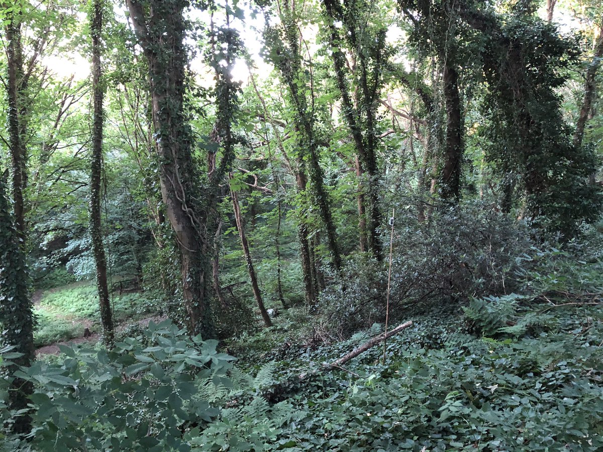 glynnius's tweet photo. Great day with the #JBatS #CitizenScientists and much fun making new #friends whilst putting up #AudioMoths 🎤🦇🐮🥰☀️ @UCLCBER @OpenAcoustics @GovJersey @ecoactivejersey @_BCT_ #bats #monitoring https://t.co/eQl8rAFGda