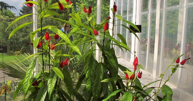 Plantas y flores tweet media